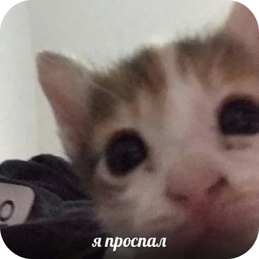 Стикер UELFXOV_by_stikers_du_ark_bot - 1