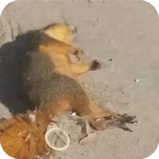 Sticker UKRAINIANS ARE WHORES - 4