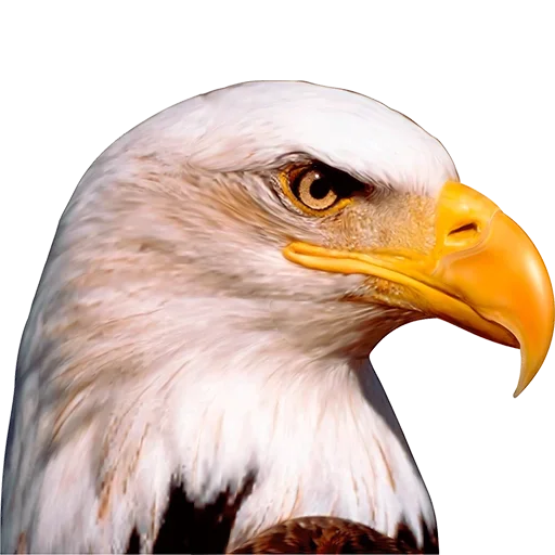 Стикер UMZTVXMXZC_by_stikerykkk_bot - 1