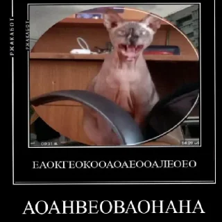 Sticker У мужлан нет прав - 0