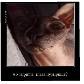 Sticker У мужлан нет прав - 2