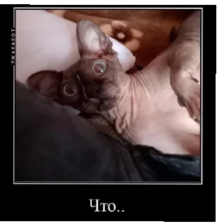 Sticker У мужлан нет прав - 4