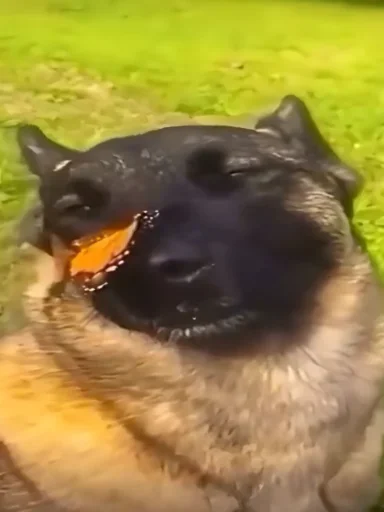 Больше стикеров: @sticerru - 