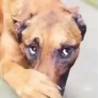 Стикер Больше стикеров: @sticerru - 6