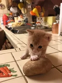 Стикер @stickeri_tg 💋<-- стикеры тут - 11