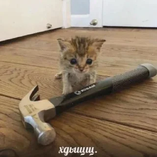 Стикер @stickeri_tg 💋<-- стикеры тут - 3