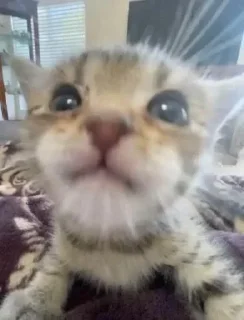 Стикер @stickeri_tg 💋<-- стикеры тут - 7