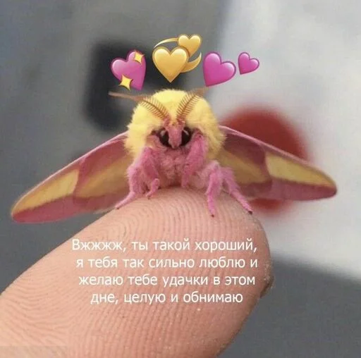 butterfly invertebrate flower