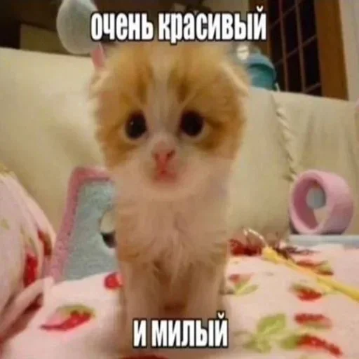 Sticker UWLjYMzvrQeY_by_stickers_stealer_bot - 1