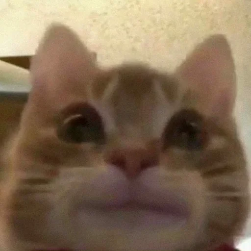 Sticker UeVIJON_by_achestickbot - 1