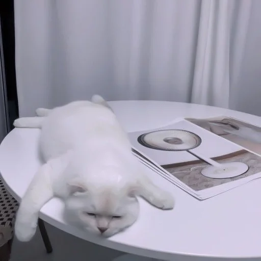 Cat mood @delicacyxxl :: @fStikBot - кошка