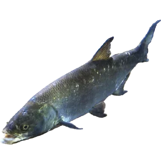 Sticker Больше стиков тут: @stikery4 - 1