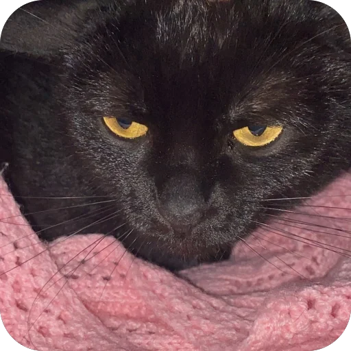 small to medium-sized cats whiskers felidae