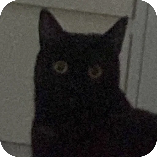 small to medium-sized cats black cat felidae