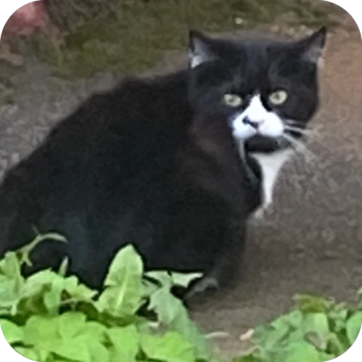 mammal animal small to medium-sized cats