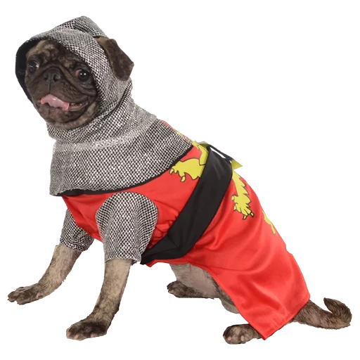 dog breed dog clothes collar