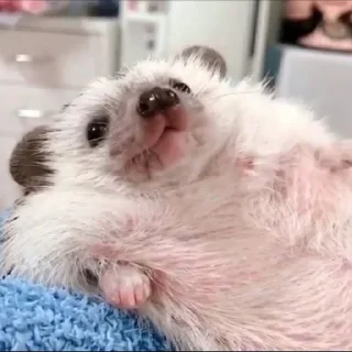 Sticker Imma out yey - 8