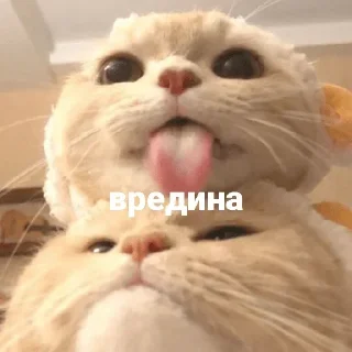 Sticker Больше стикеров 👉🏻 @stickertg4 - 10