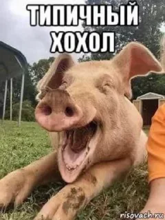 Sticker Хохлы - 7