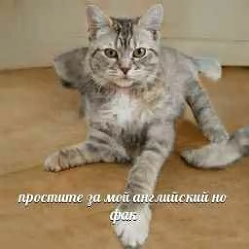 животное млекопитающее кошка