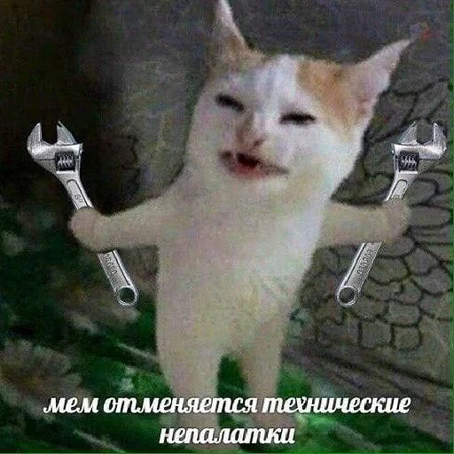 млекопитающее животное кошка