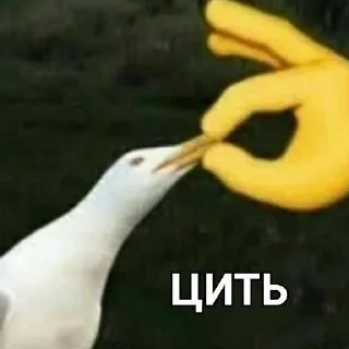 Стикер А я шо знаю - 4