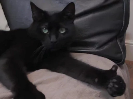 Стикер Ultimatecats - 1