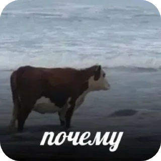 Sticker Улулу - 7