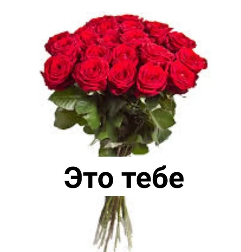 цветок растение роза