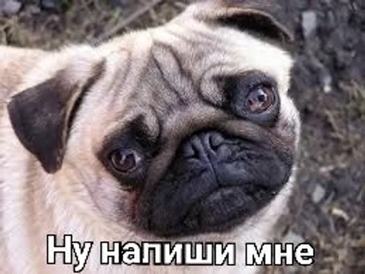 млекопитающее животное собака