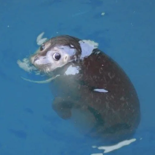 animal mammal marine mammal