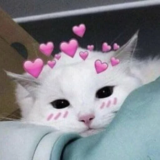 pink small to medium-sized cats felidae