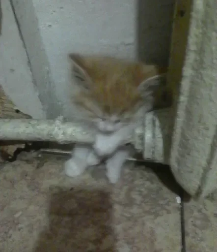 Sticker Unuuuuus - 1