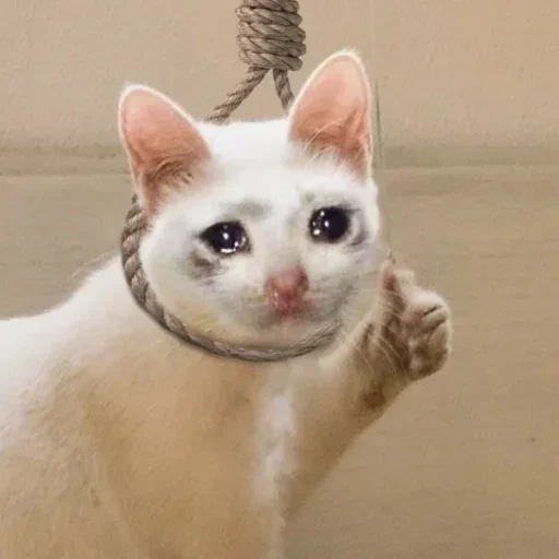 Стикер Roli by @fStikBot - 7