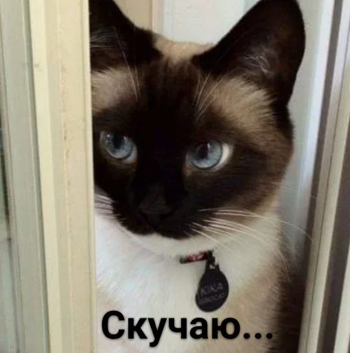 Стикер Roli by @fStikBot - 5