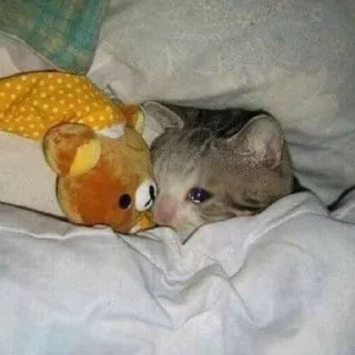 Sticker Stupid @stickersb2b - 7