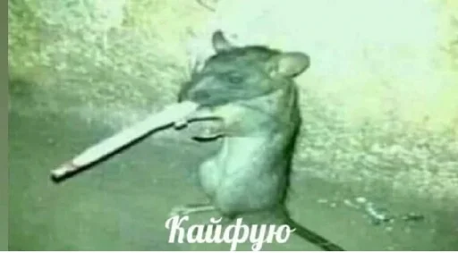 Sticker Utajtfy_by_achestickbot - 1