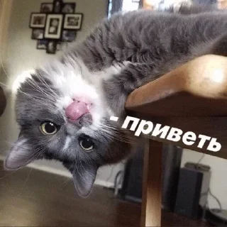 Стикер Больше стиков тут: @stikery4 - 9