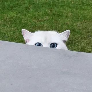 Стикер Больше стиков тут: @stikery4 - 3