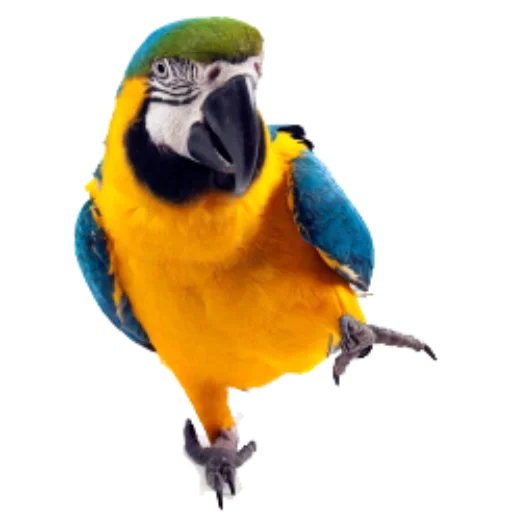 animal bird parrot