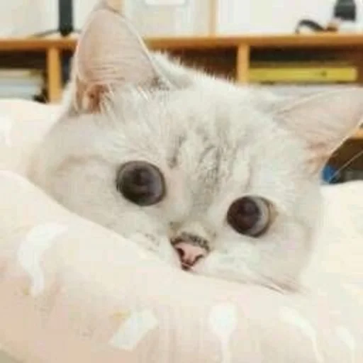 mammal animal small to medium-sized cats