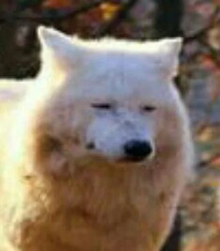 animal mammal outdoor