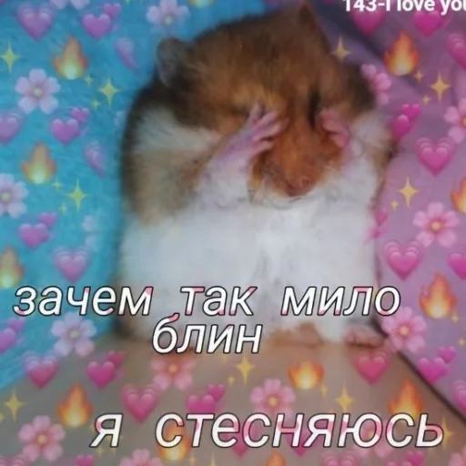 animal mammal hamster