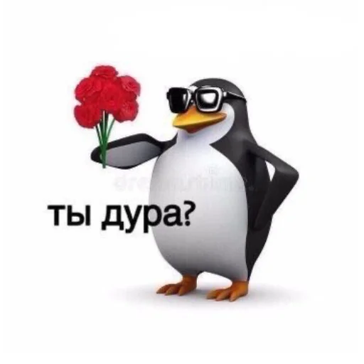 penguin aquatic bird flightless bird