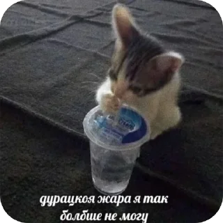 Стикер Больше стиков тут: @stikery4 - 6