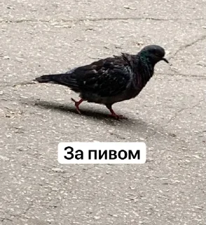 Стикер Володя XXL - 9