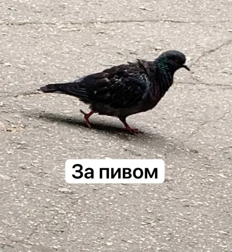 Sticker V0l0dyaXXL - 1