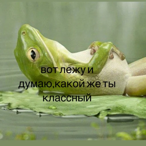 frog animal amphibian