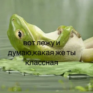 frog animal amphibian