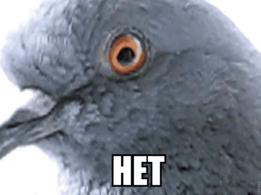 animal bird pigeon